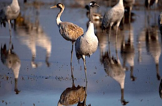 Wild Cranes