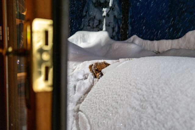 Click to enlarge Quinn, a golden retriever, is seen buried under a pile of snow in North Lake Tahoe, Calif. The region was inundated by snowstorms, trapping many Tahoe residents in their homes, sometimes for days.