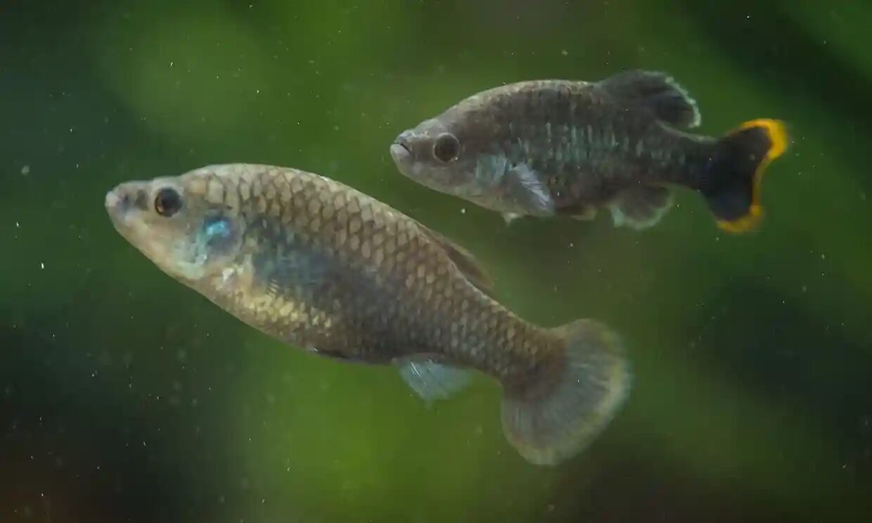 tequila fish