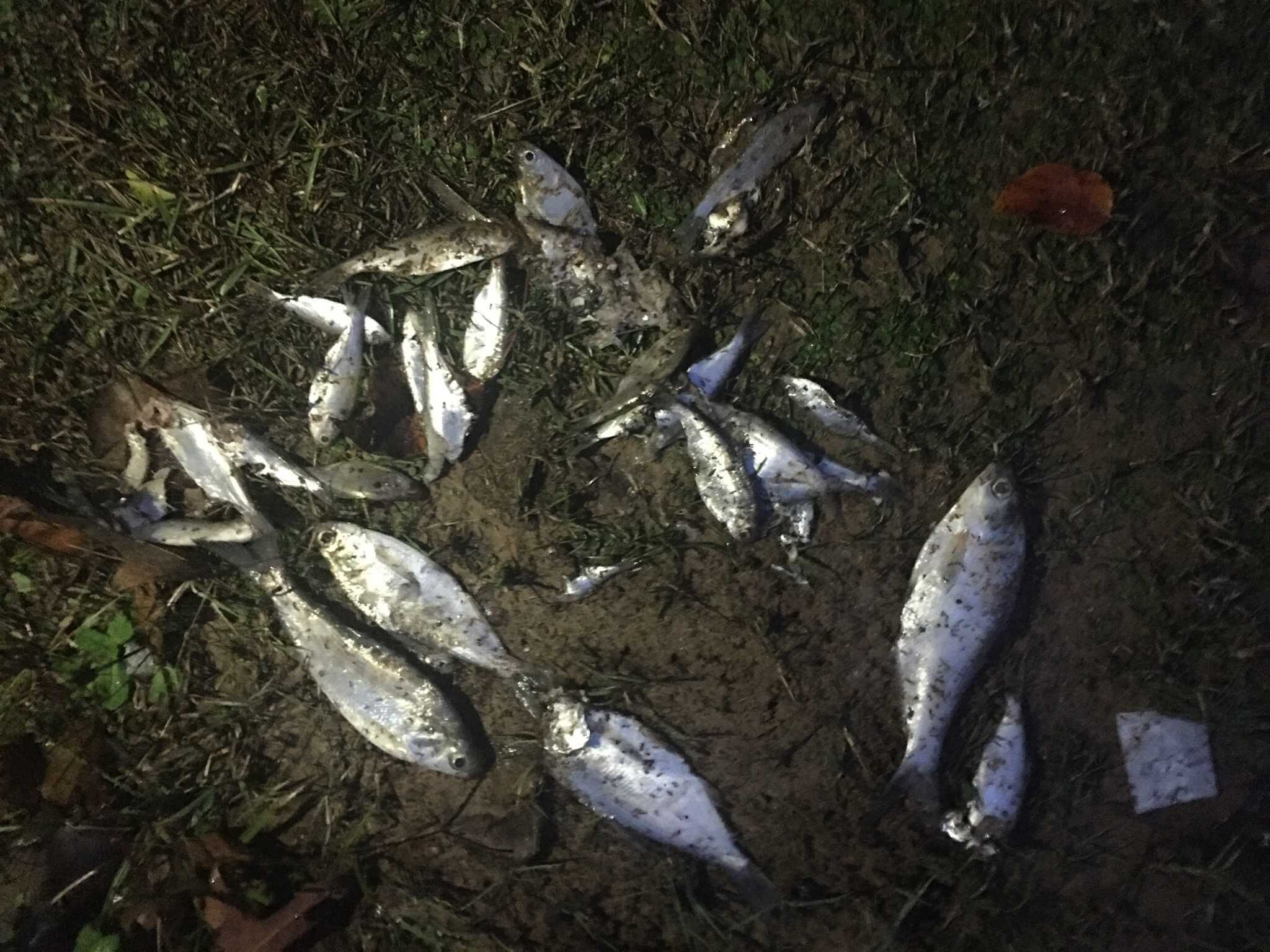 FISHY