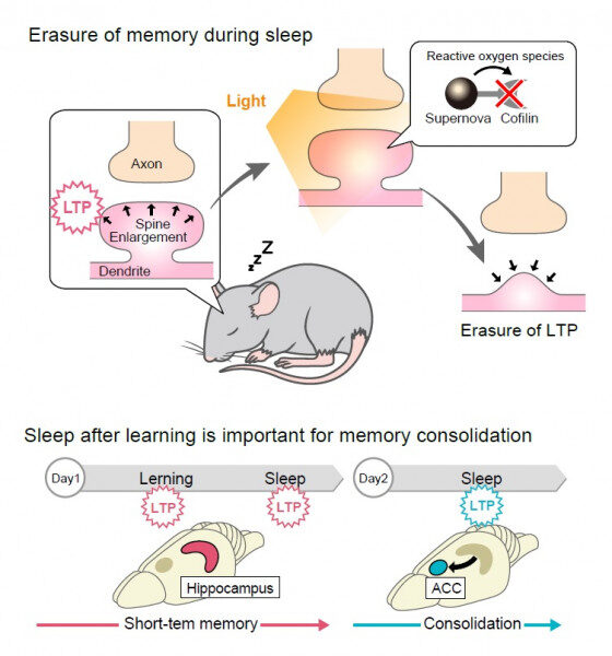 Erasing Memory