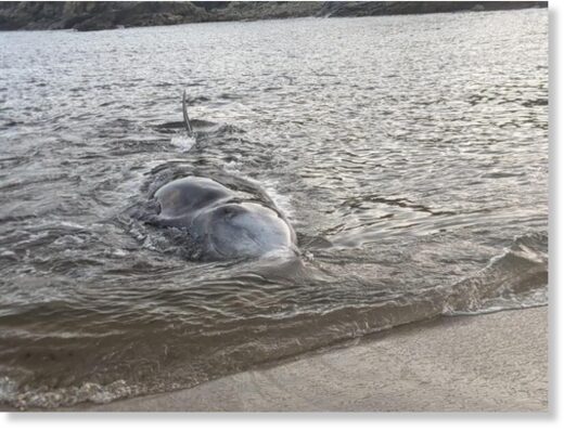 The emaciated whale at Downings.