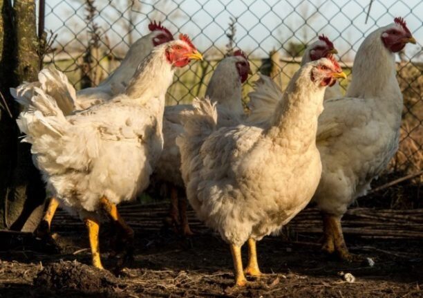Click to enlarge Chickens