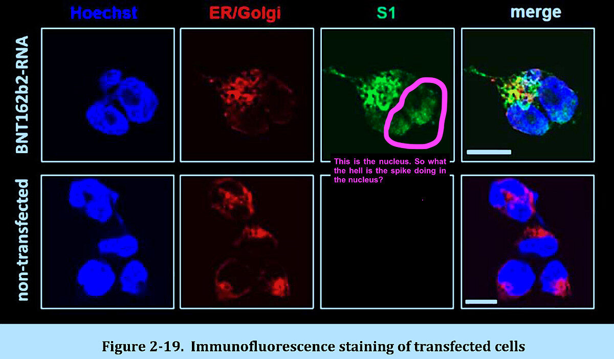 Click to enlarge Spike Protein1
