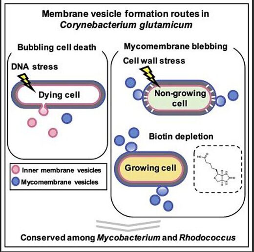 graphic formation cell vesicles