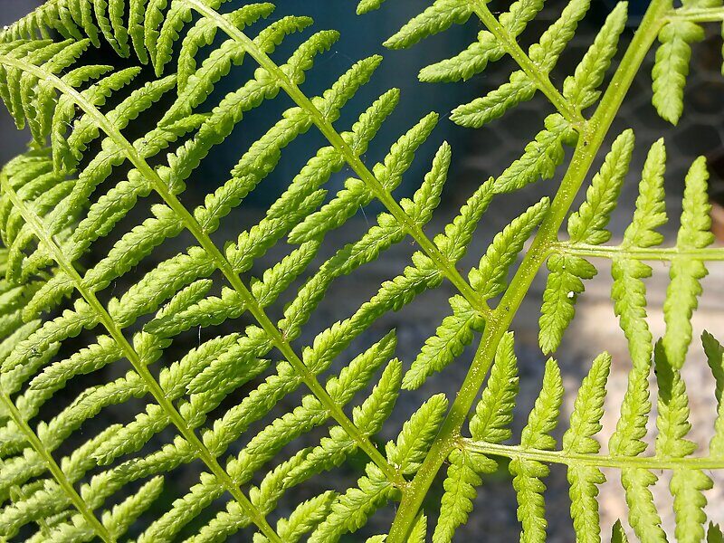 math nature symmetry repeating patterns fractals