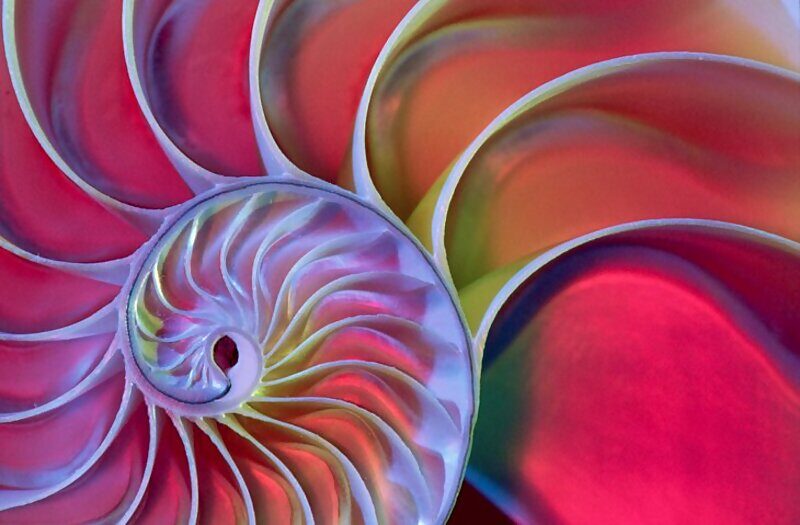 math in nature shell