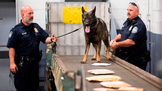 police dog drug search