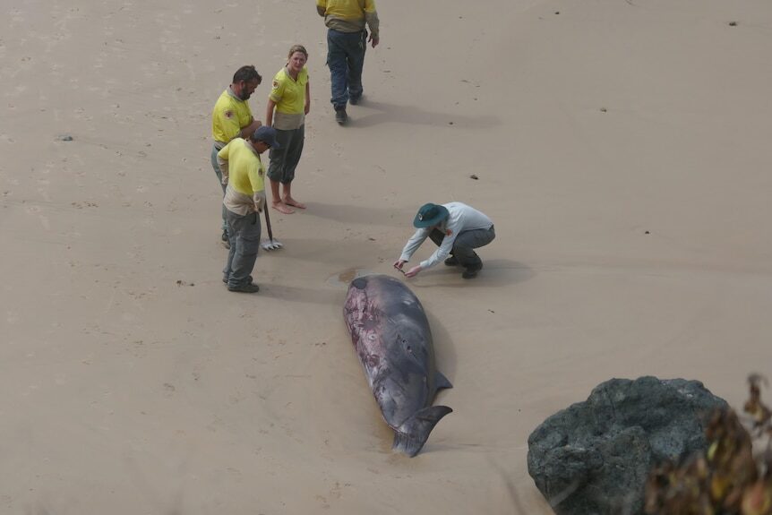 Click to enlarge Beaked whales wash ashore in Port Macquarie,