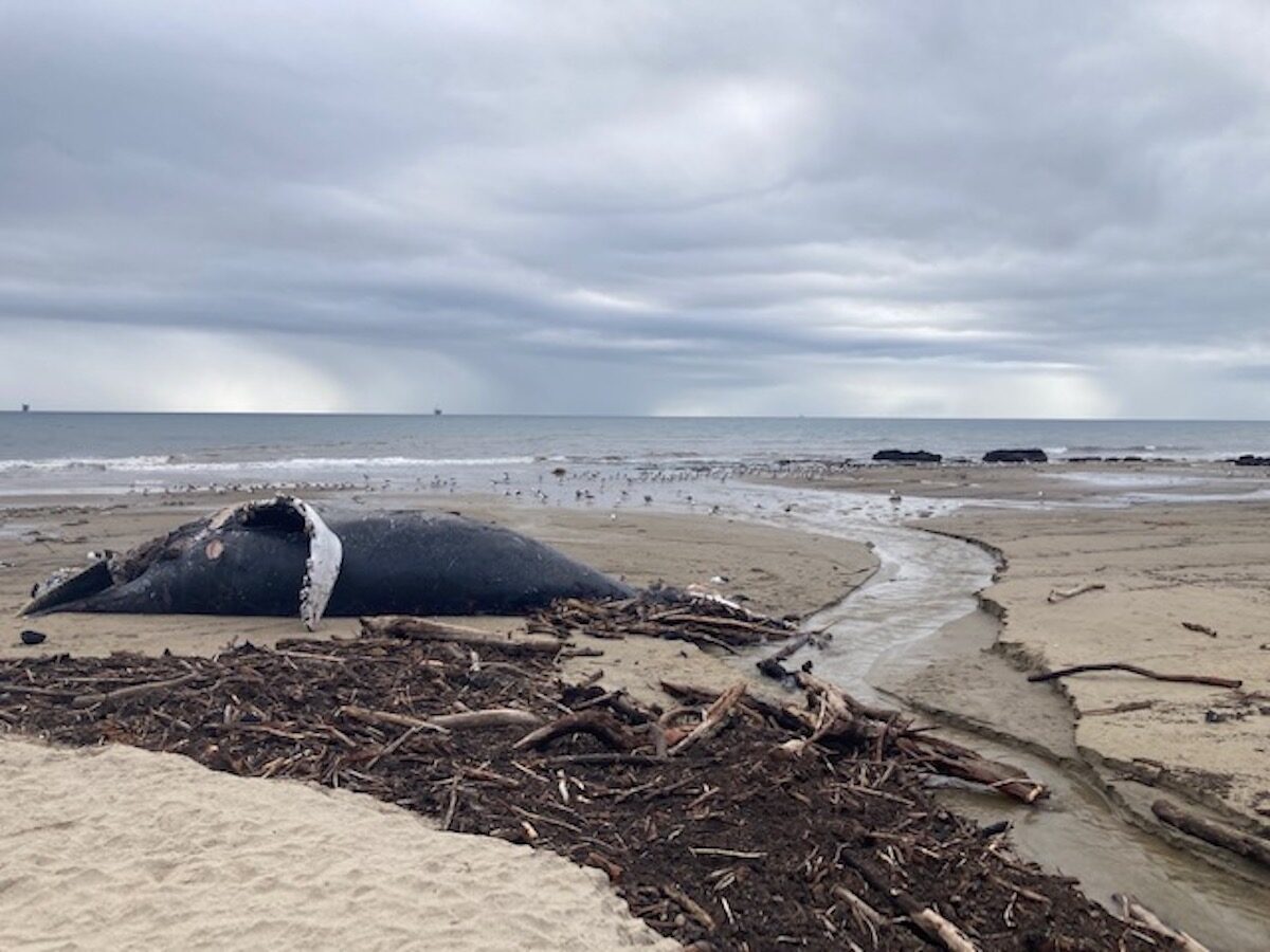 Rare Sight Could Help Researchers Studying Cetacean Mammals in Santa Barbara Channel