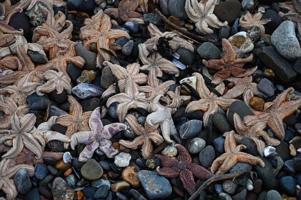 Tens of thousands' of starfish wash up on Pembrokeshire coastline