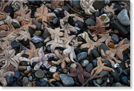 Tens of thousands' of starfish wash up on Pembrokeshire coastline