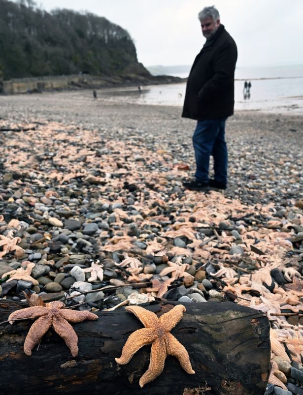 Click to enlarge A view of the starfish which washed up in their thousands on the coastline