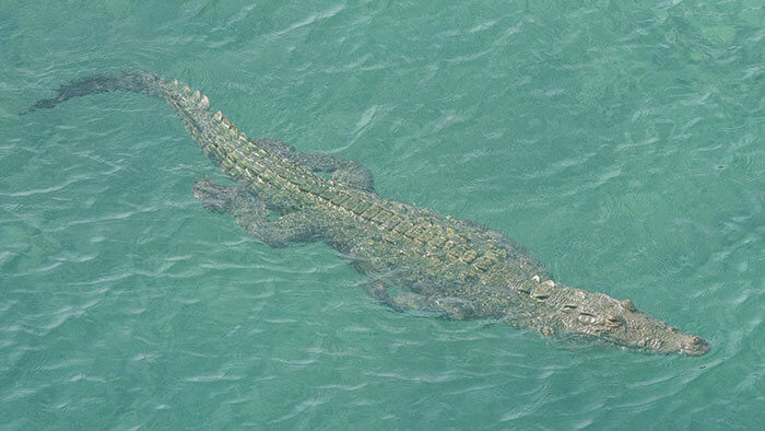 Click to enlarge CROC