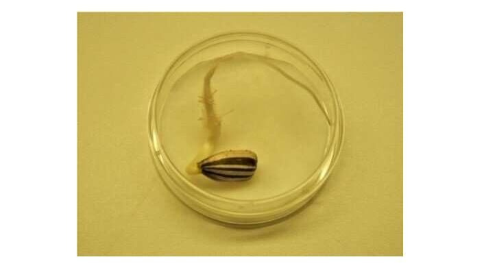 seed