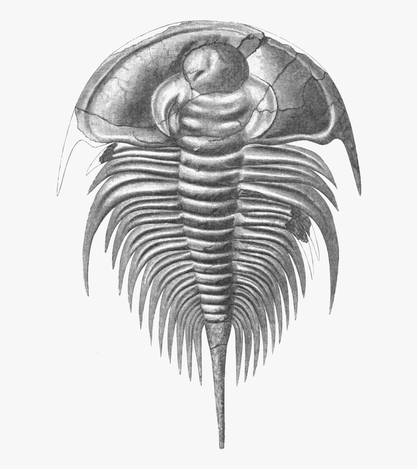 Fossil of Trilobite Walliserops trifurcatus​