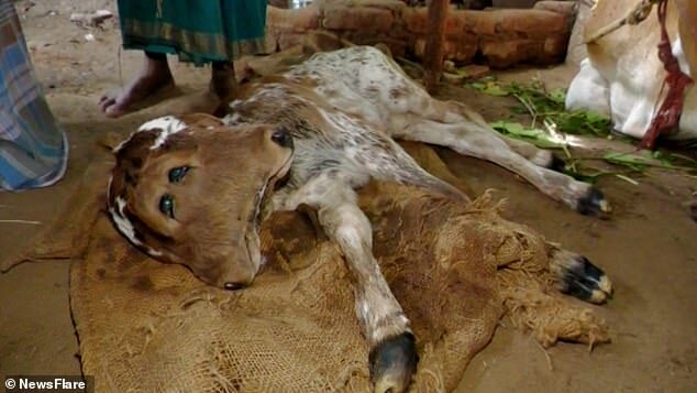 Click to enlarge The calf lies on sacking next to its mother at a farm in Gangaikondan, south India