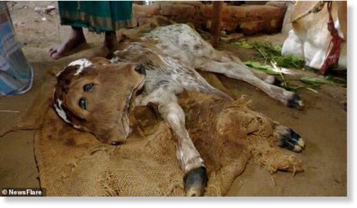 The calf lies on sacking next to its mother at a farm in Gangaikondan, south India