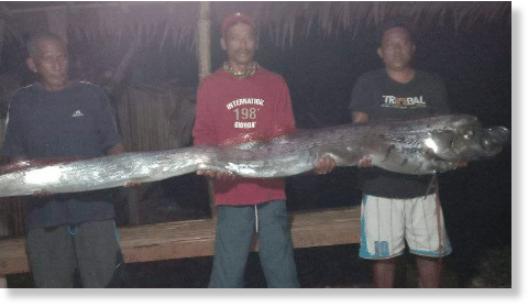 Two oarfish were washed ashore Thursday morning (January 6) in the coastal village of Macabug, Ormoc City.