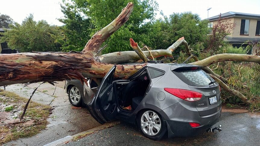 Click to enlarge A tree crushed this car in northern Canberra as a storm struck the city about 5:00pm on Monday.