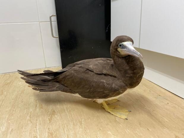 The bird was rescued from Hove beach