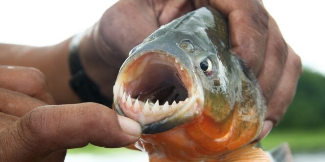 4 people were killed by Piranhas while bathing in the rive