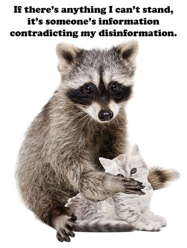 Click to enlarge raccoon meme 2