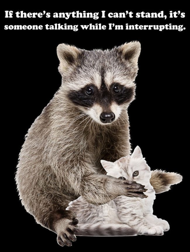 raccoon meme 1