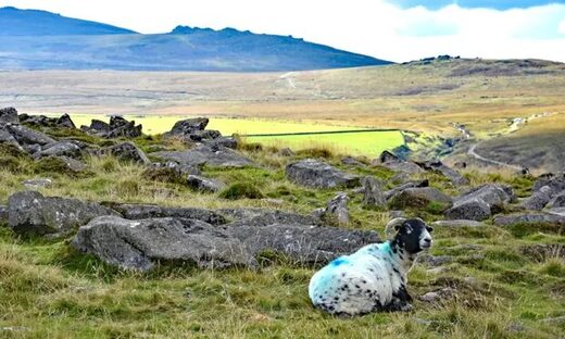 Click to enlarge sheep moor