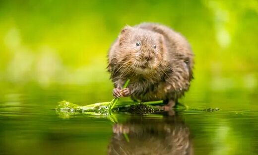 vole