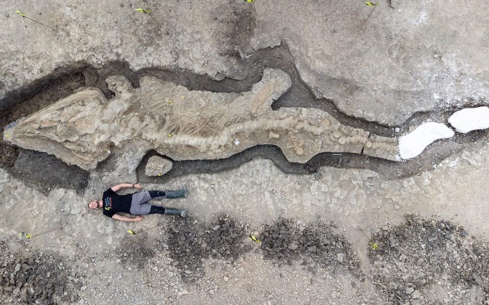 Click to enlarge ichthyosaur skeleton human scale england rutland