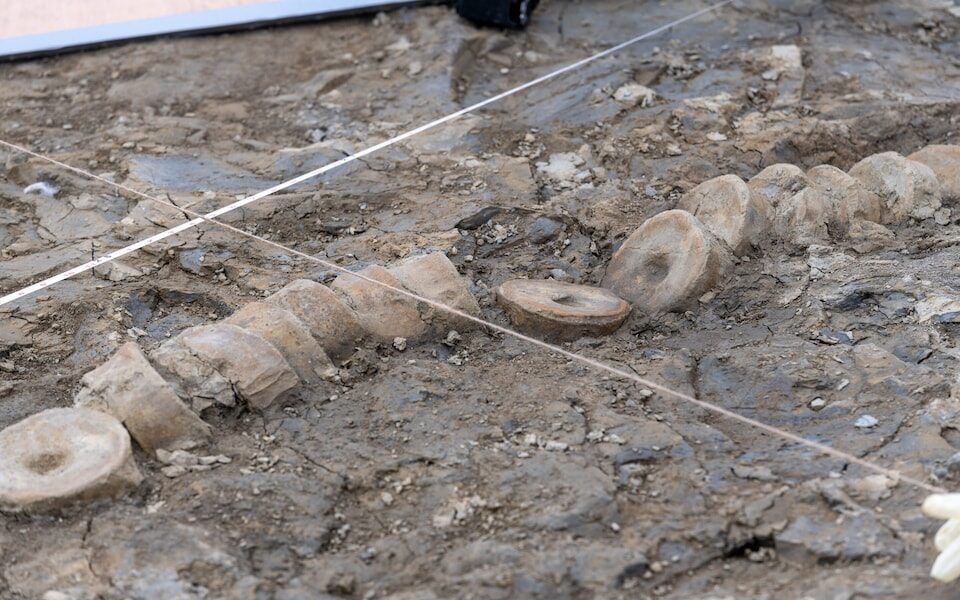 Click to enlarge ichthyosaur skeleton human scale england rutland
