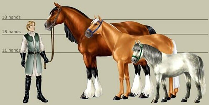 Click to enlarge horse comparison size