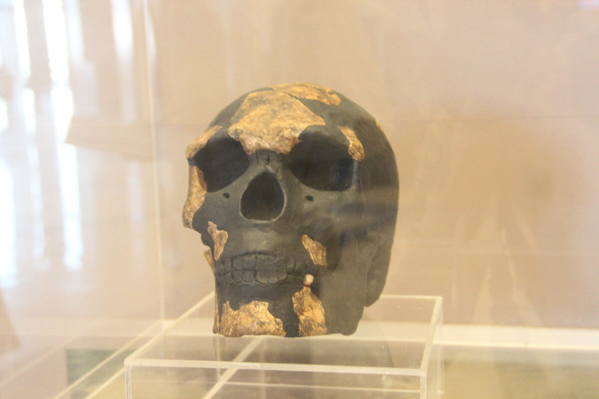 Click to enlarge Omo-Kibish skull