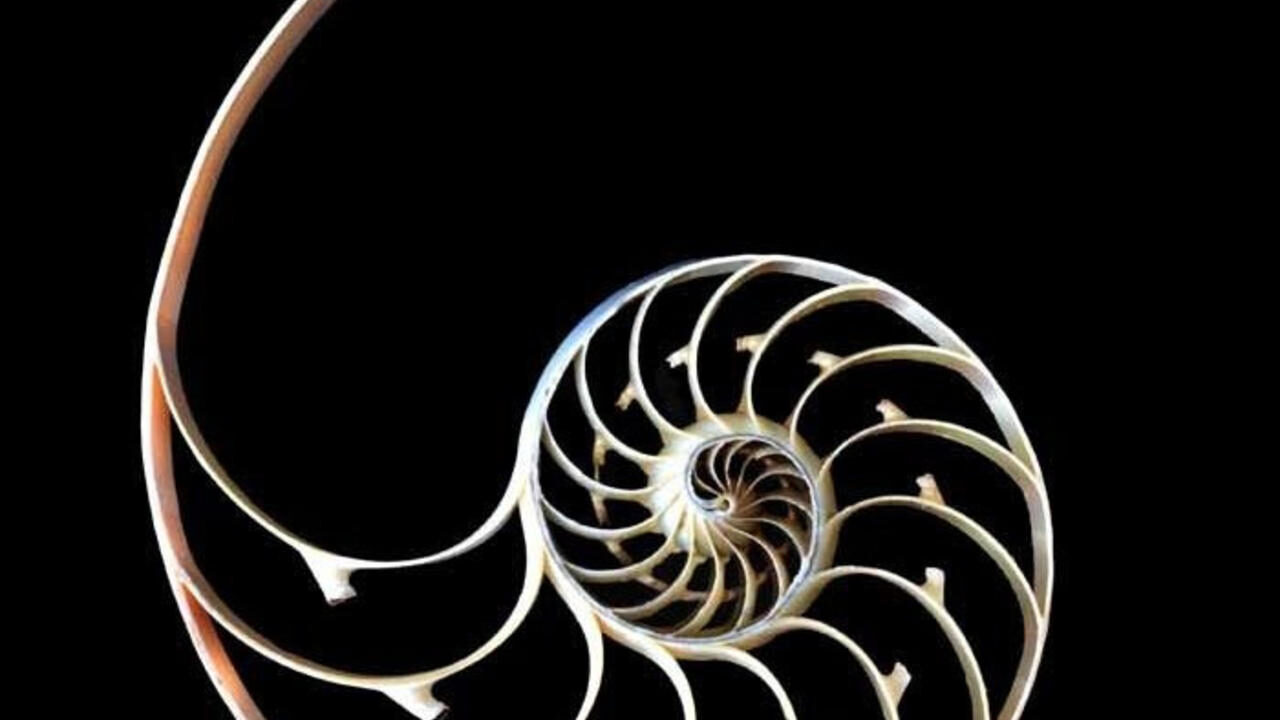 Shell Spiral