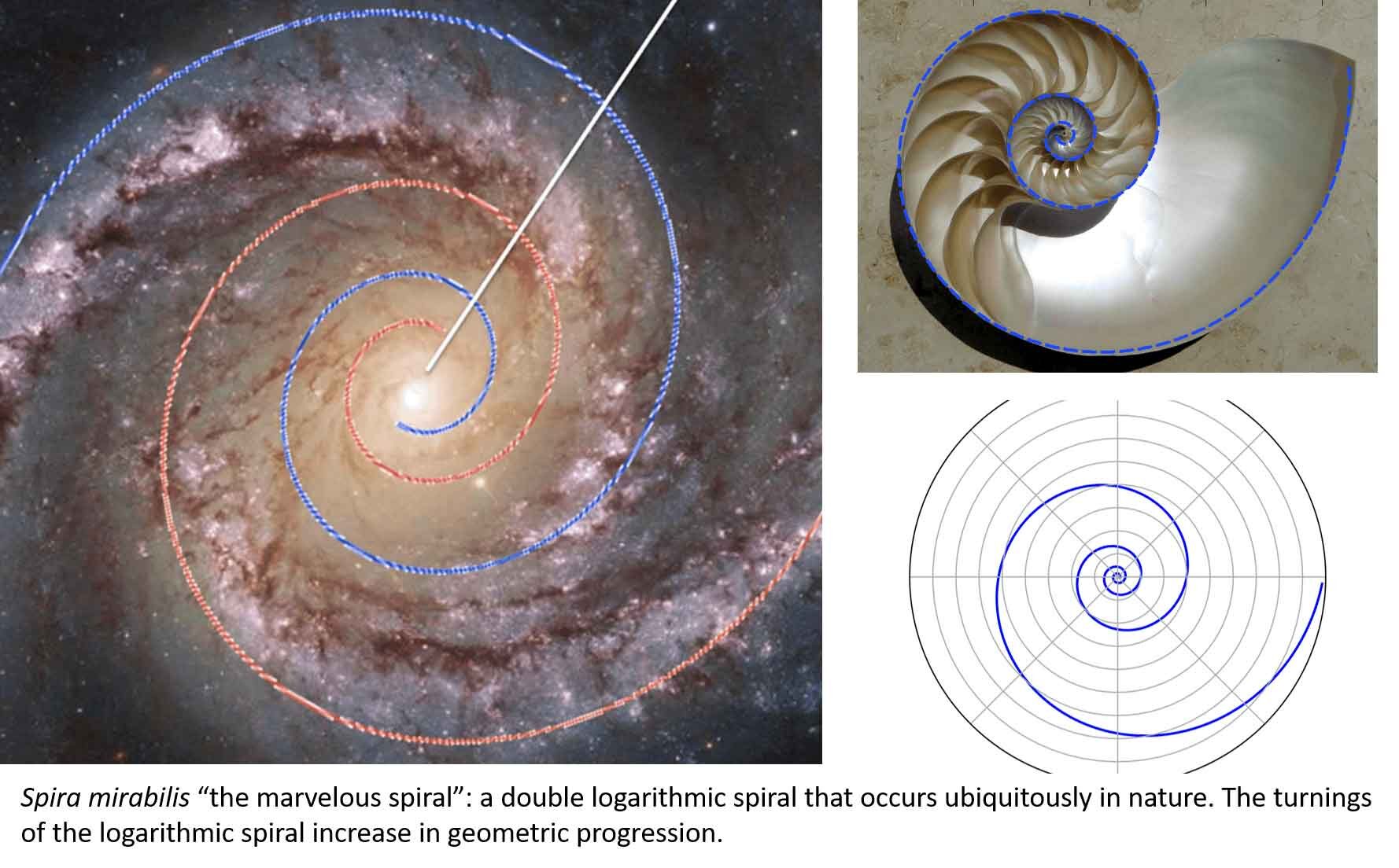 Click to enlarge Spira Miribilis
