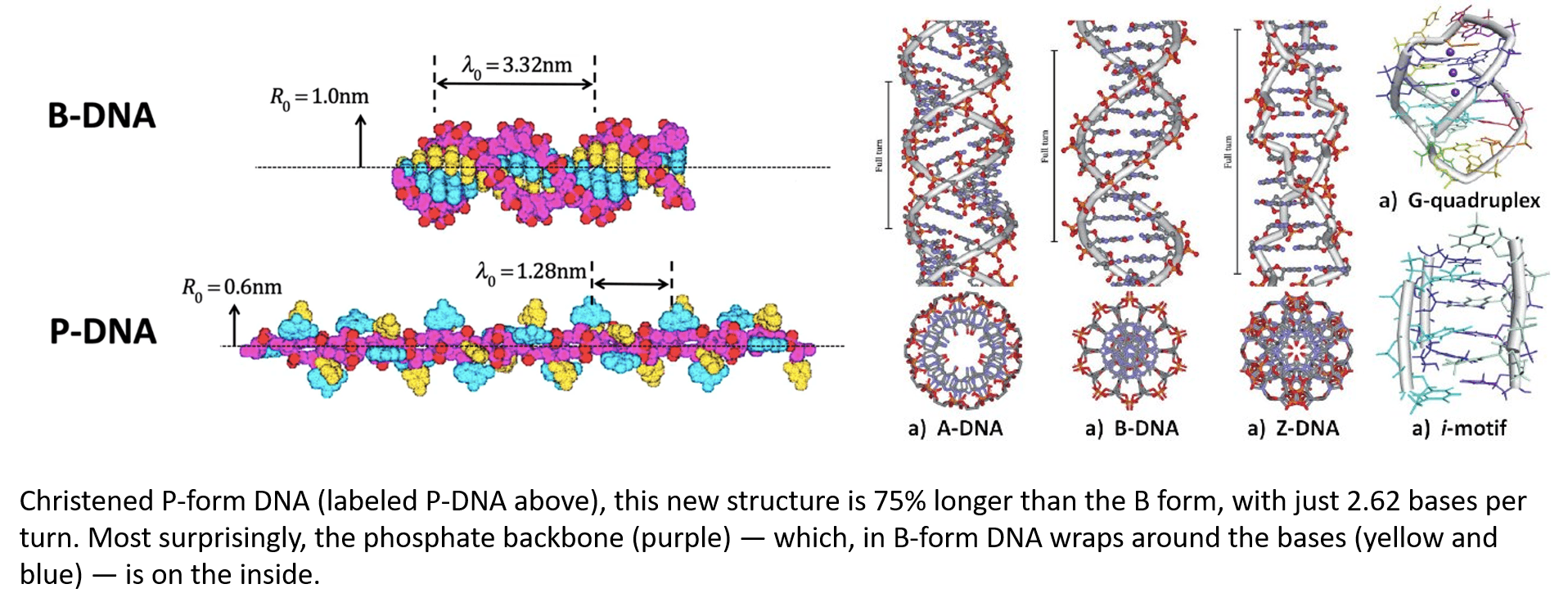 P form DNA
