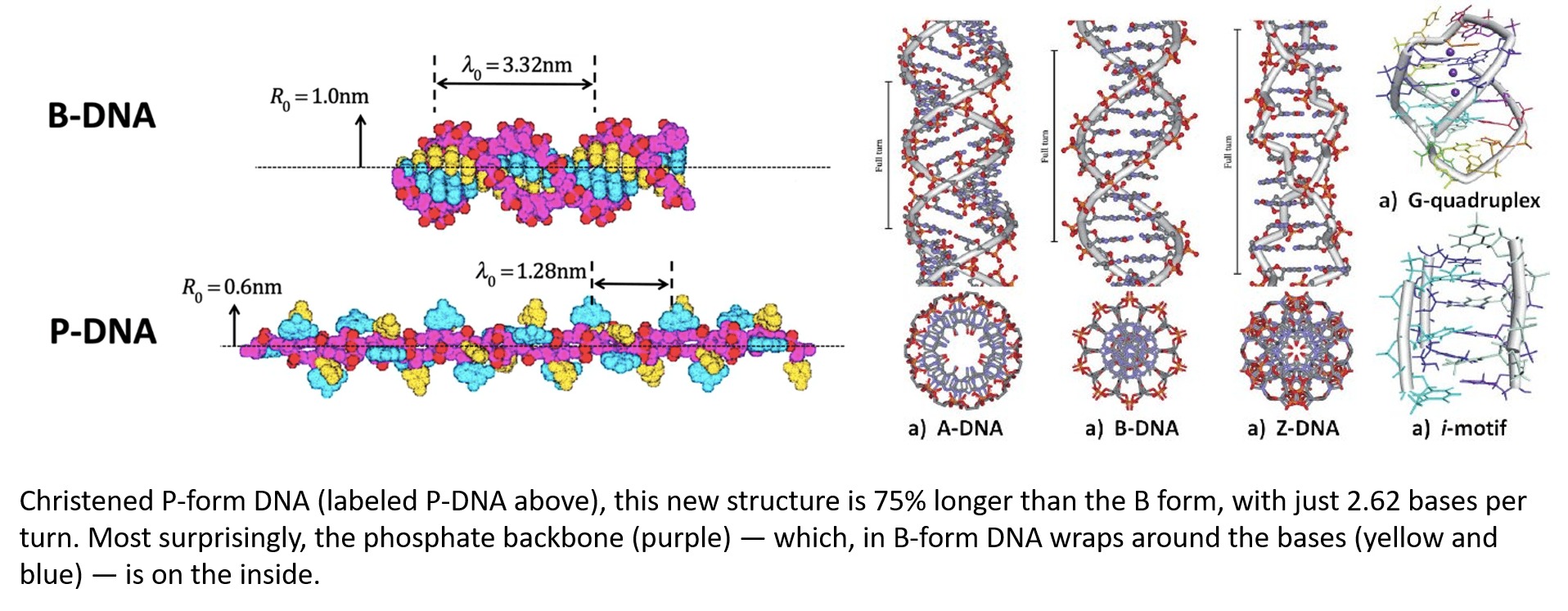 Click to enlarge P form DNA