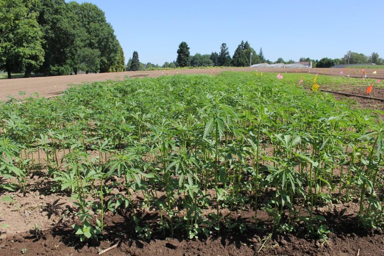 Click to enlarge Hemp 2