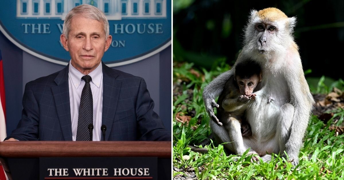Click to enlarge fauci monkey