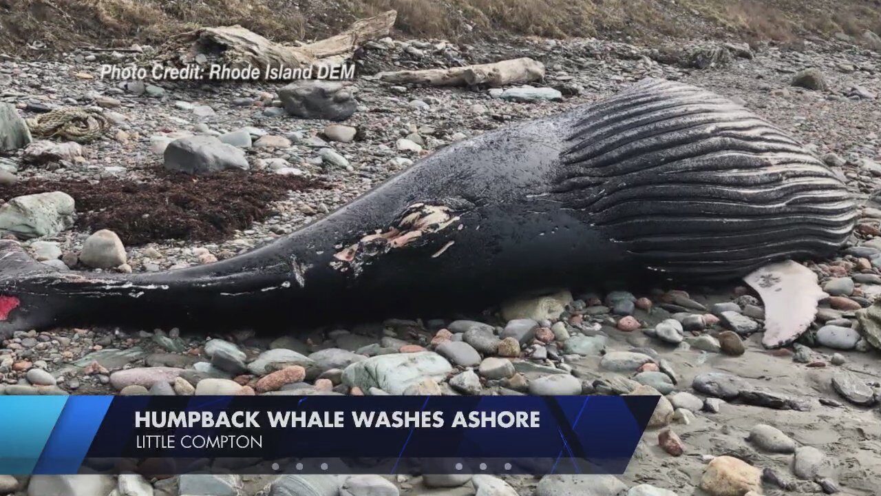 whale