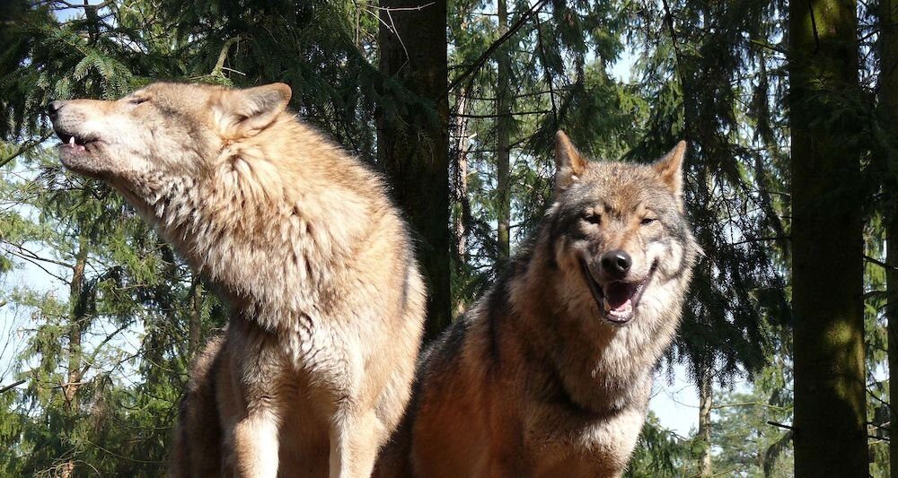 Wolf populations near Athens have been growing ever since the fire on Mt. Parnitha in 2007.