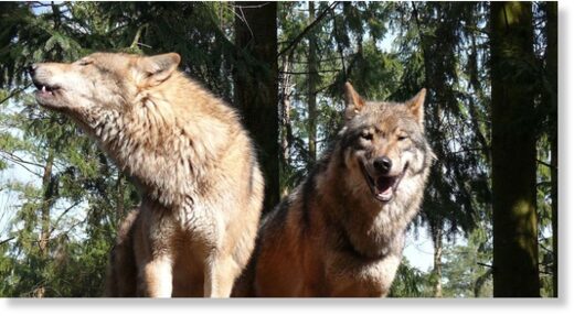 Wolf populations near Athens have been growing ever since the fire on Mt. Parnitha in 2007.