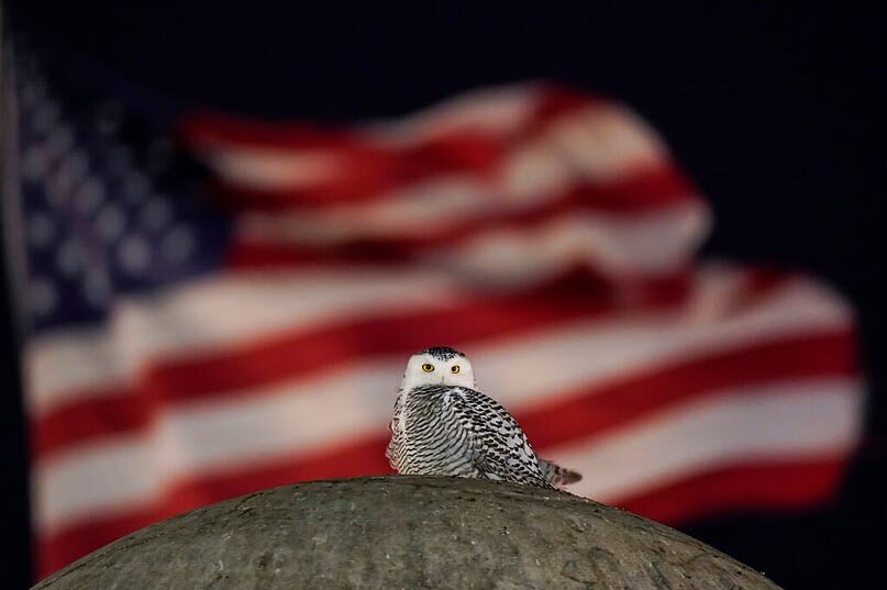 An American Flag flies in the distance as a rare snowy owl looks down from its perch atop the large stone orb of the Christopher Columbus Memorial Fountain at the entrance to Union Station in Washington, Friday, Jan. 7, 2022
