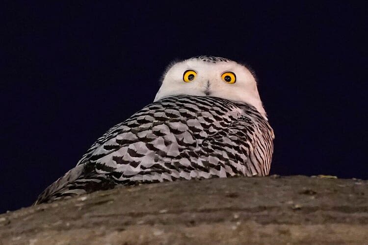 Click to enlarge A rare snowy owl looks down from its perch high atop the large marble orb of the Christopher Columbus Memorial Fountain at the entrance to Union Station in Washington, Friday, Jan. 7, 2022.