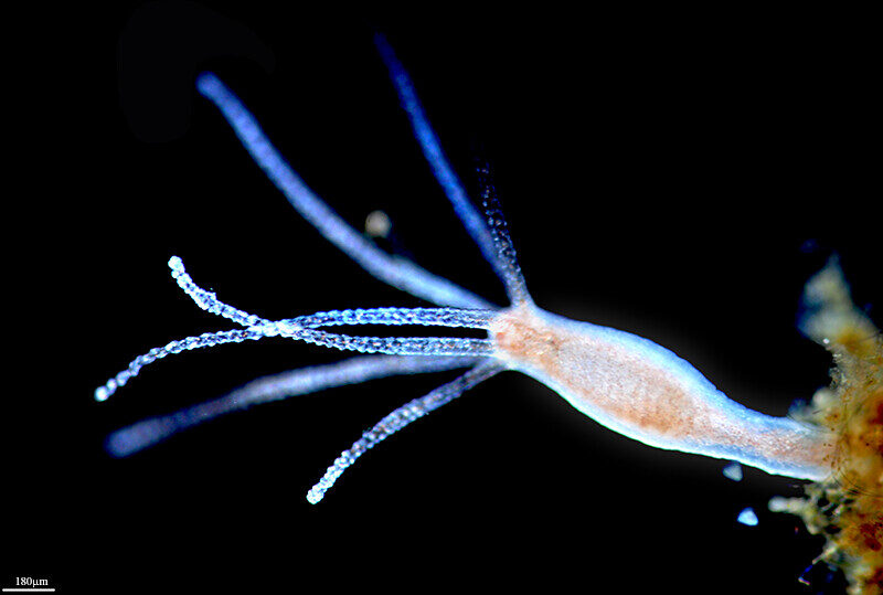 hydra organism freshwater
