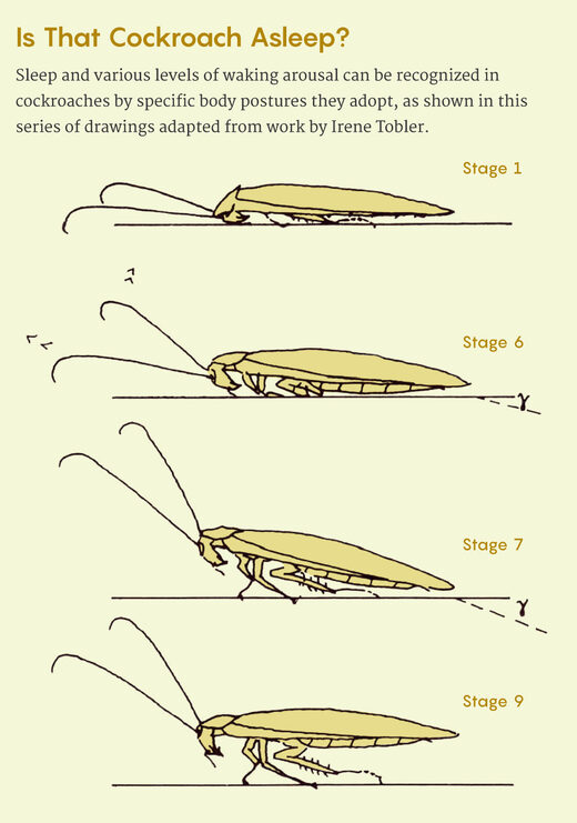 sleeping cockroach posture