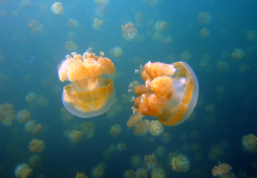 jellyfish sleep behaviour