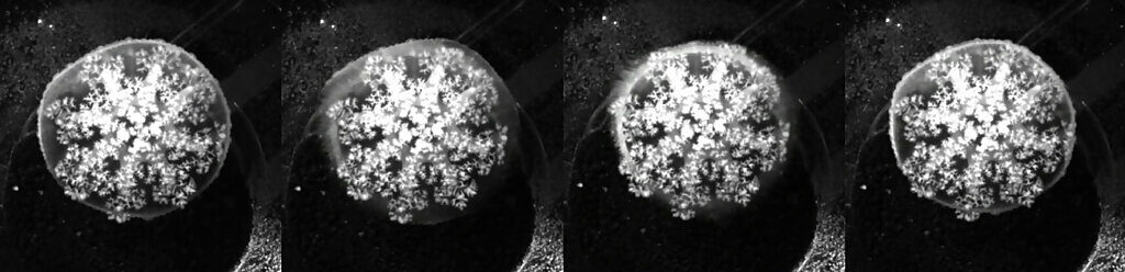 sleeping jellyfish behavior