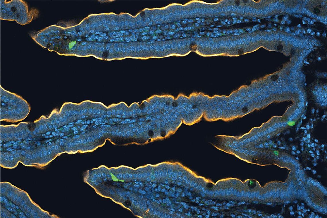 A section of mouse intestines